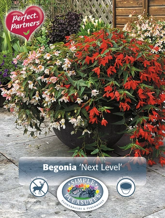 Begonia Next Level | Capper 18 x 2