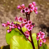Bergenia