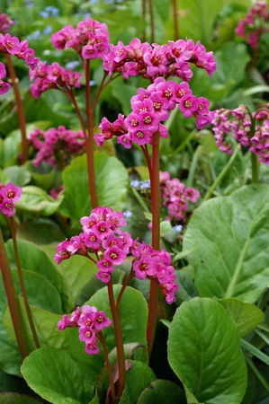 Bergenia Winterglow | 25 pce