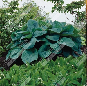 Hosta Big Daddy | 400 pce