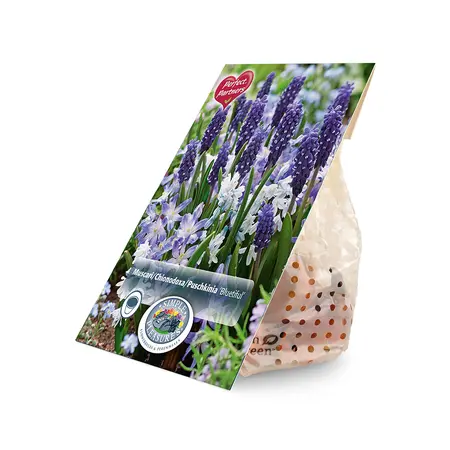 Blend Muscari/Chionodoxa/Puschkinia Bluetiful | Cappers 40 x 16 - image 2