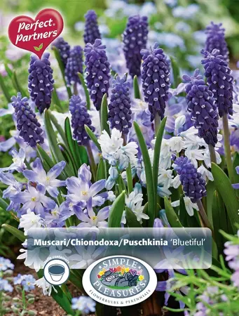 Blend Muscari/Chionodoxa/Puschkinia Bluetiful | Cappers 40 x 16 - image 1