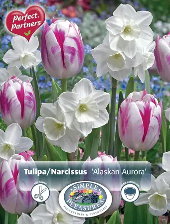 Blend Narcissus/Tulipa Alaskan Aurora | Cappers 8 x 20 - image 1