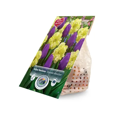 Blend Narcissus/Tulipa Opposite Attraction | Cappers 8 x 20 - image 2