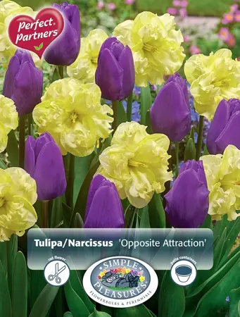 Blend Narcissus/Tulipa Opposite Attraction | Cappers 8 x 20 - image 1
