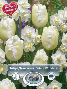 Blend Narcissus/Tulipa White Wonders | Cappers 10 x 16 - image 3