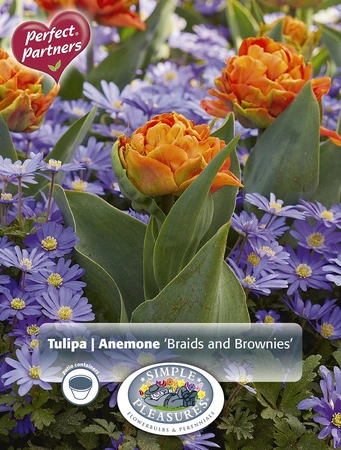Blend Tulipa/Anemone Braids and Brownies | Cappers 20 x 20 - image 3