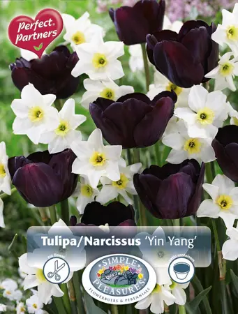Blend Tulipa/Narcissus Yin Yang | Cappers 10 x 16 - image 1