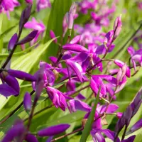 Bletilla Striata