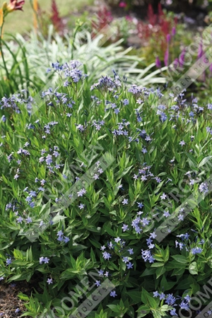 Amsonia Blue Ice | 25 pce
