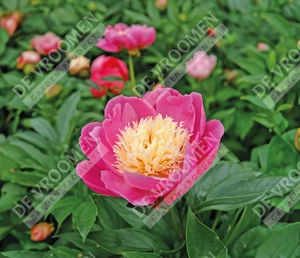 Paeonia Bowl Of Beauty | 40 pce
