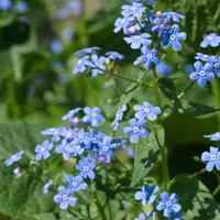 Brunnera