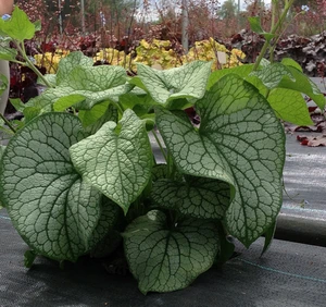 Brunnera Alexander's Great PBR | 150 pce