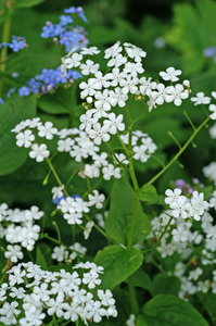 Brunnera Betty Bowring | 150 pce