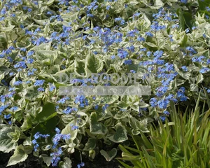 Brunnera Hadspen Cream | 150 pce