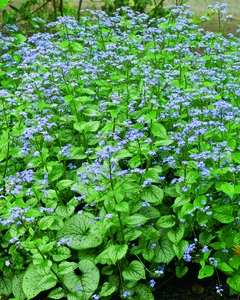 Brunnera Jack Frost PBR | 150 pce