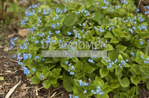 Brunnera Macrophylla | 150 pce