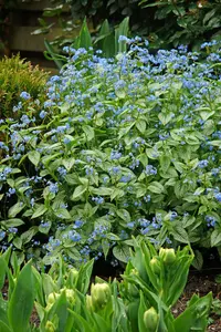 Brunnera Silver Heart PBR | 150 pce