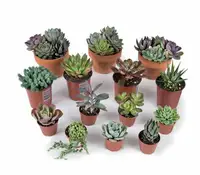 Cacti & Succulents