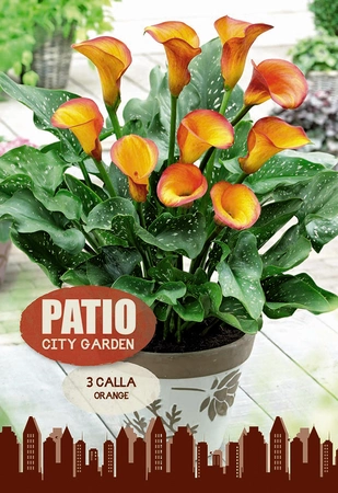 Calla Orange | Capper 20 x 3