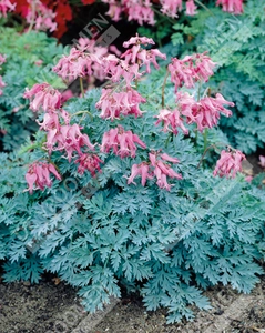 Dicentra Candy Hearts Pbr | 25 pce