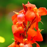 Cannas