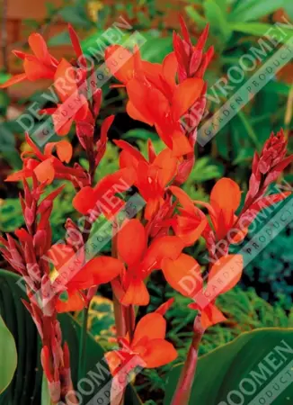 Canna Robert Kemp | 125 pcs