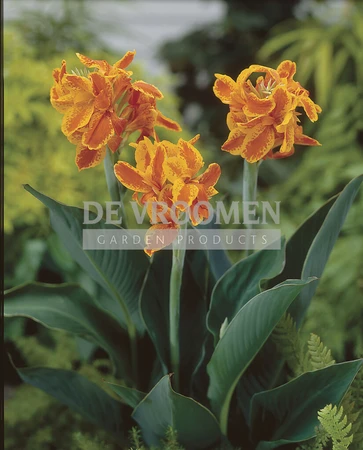 Canna Taroudant | 25 pce