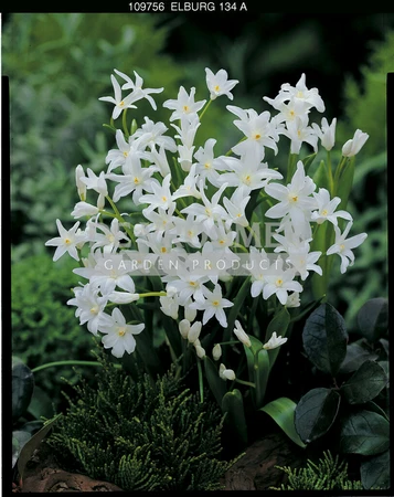 Chionodoxa Alba | 100 pcs