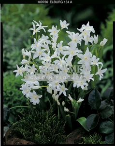 Chionodoxa Alba | 100 pce