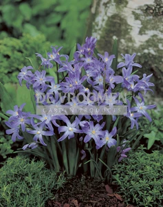 Chionodoxa forbesii (Glory of the snow) | 100 pce