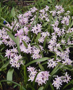 Chionodoxa Forbessi Pink Giant | 50 pce