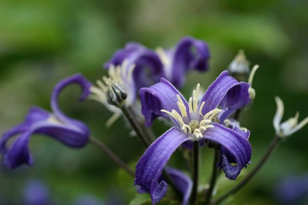 Clematis  China Purple | 250 pce