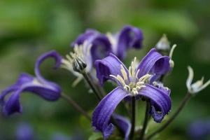 Clematis  China Purple | 25 pce
