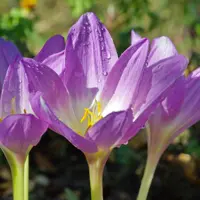Colchicum
