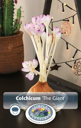 Colchicum Fall Flower The Giant | 15 pce - image 1