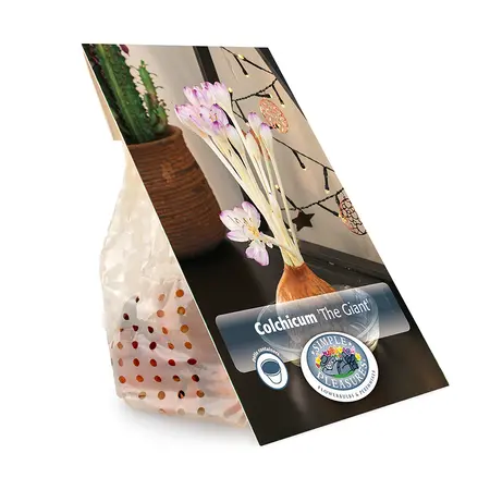 Colchicum Fall Flower The Giant | 15 pce - image 3