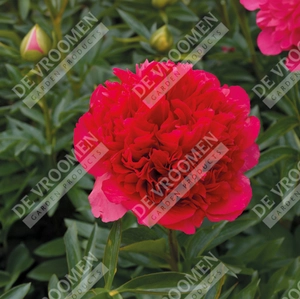 Paeonia Command Performance | 15 pce