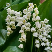 Convallaria