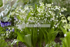 Convallaria majalis | 1000 pce