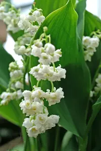 Convallaria majalis Prolificans | 25 pce
