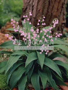 Convallaria Rosea | 25 pce