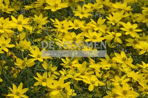 Coreopsis Zagreb | 25 pce