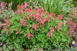 Corydalis Beth Evans | 50 pce