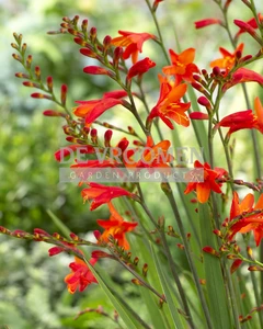 Crocosmia Red King | 2000 pce