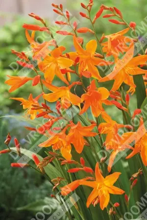 Crocosmia Start Of East | 1000 pcs