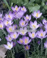Crocus Botanical