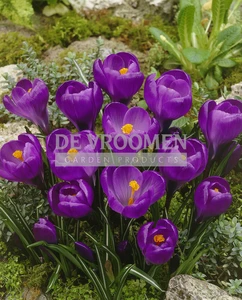 Crocus Flower Record | 100 pce