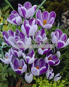 Crocus King of the Striped | 100 pce