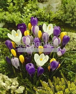 Crocus Mixed vernus | 100 pce